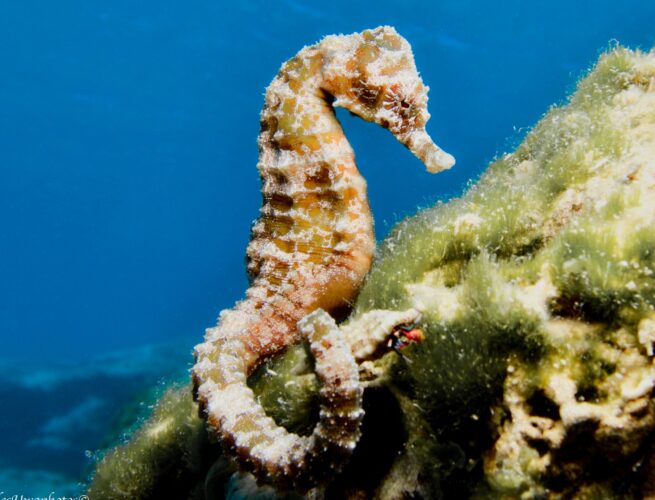 Majestic seahorse from Cyprus