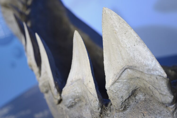 Reconstruction of teeth of the largest extinct shark, Megalodon.