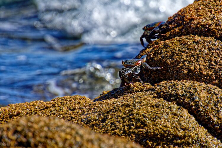 Shallow focus of True crabs and a Purple Shore Crab on wet rocks by blurred blue water