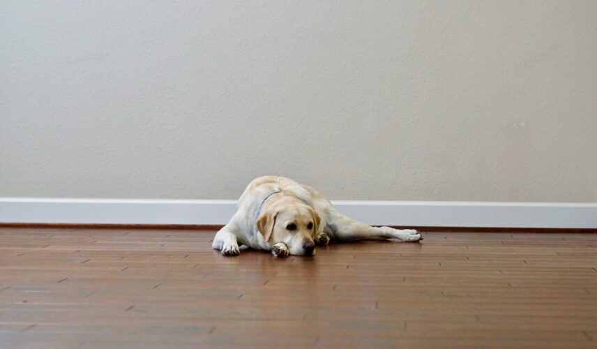 Stressed out dog laying on a wooden floor