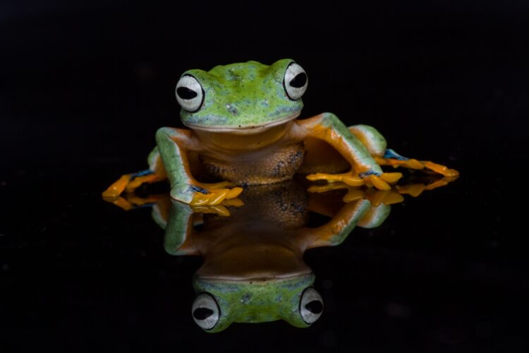 the frog with a reflection