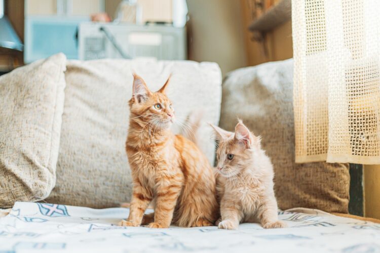 Two Funny Curious Young Red Ginger Maine Coon Kittens Cats Sitting At Home Sofa. Coon Cat, Maine Cat
