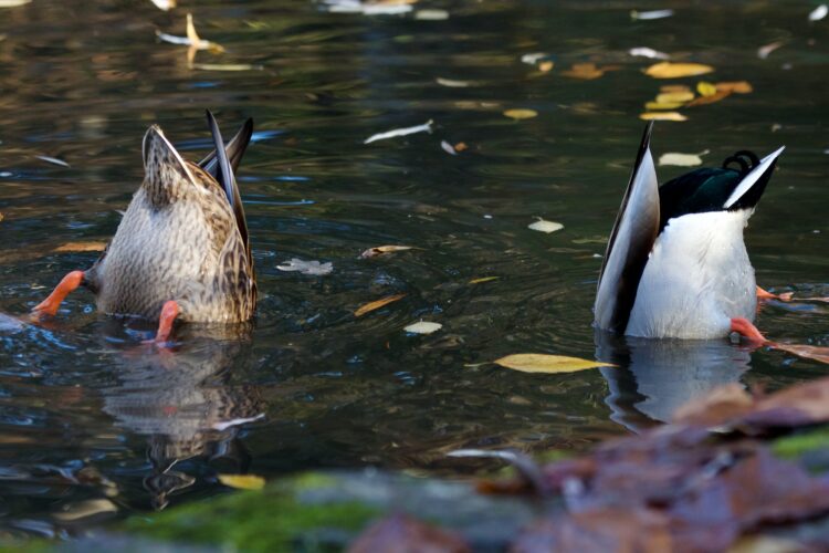 Two Mallard Ducks Diving