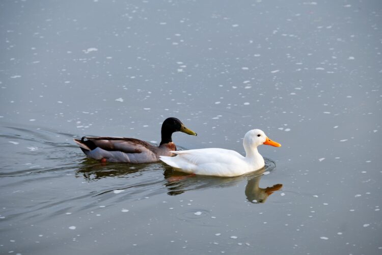 White pekin and mallard duck dabbling ducks in river