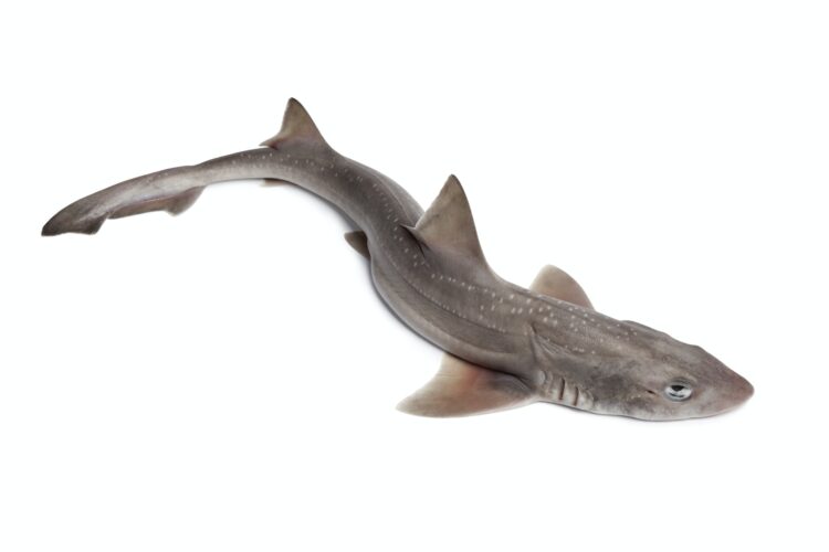 Whole fresh small-spotted catshark