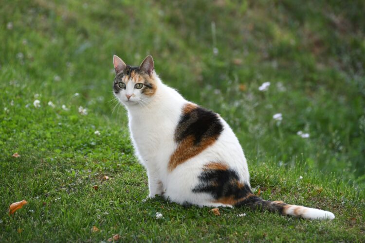 A pregnant calico cat outdoors outside in the grass.