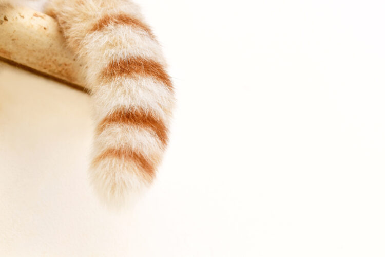 Cat tail on the wall. Close up of ginger and white cat tail.