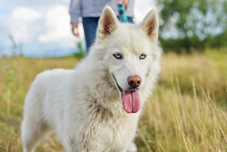 Closeup young white female husky dog with tongue blue eyes on walk