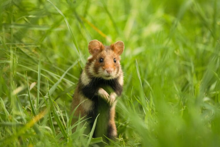 Cute European hamster standing on the grass, Cricetus cricetus