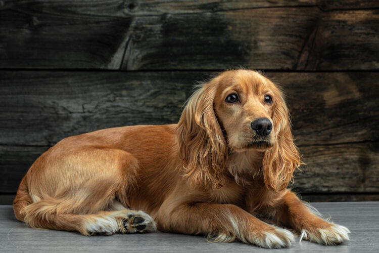 English cocker spaniel lying on a dark background, place for text