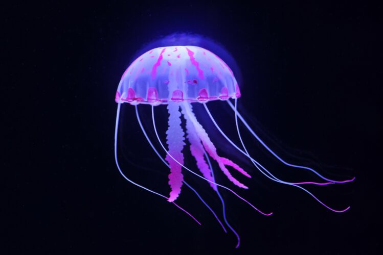 Jellyfish, Beautiful Jellyfish In The Deep Sea Background