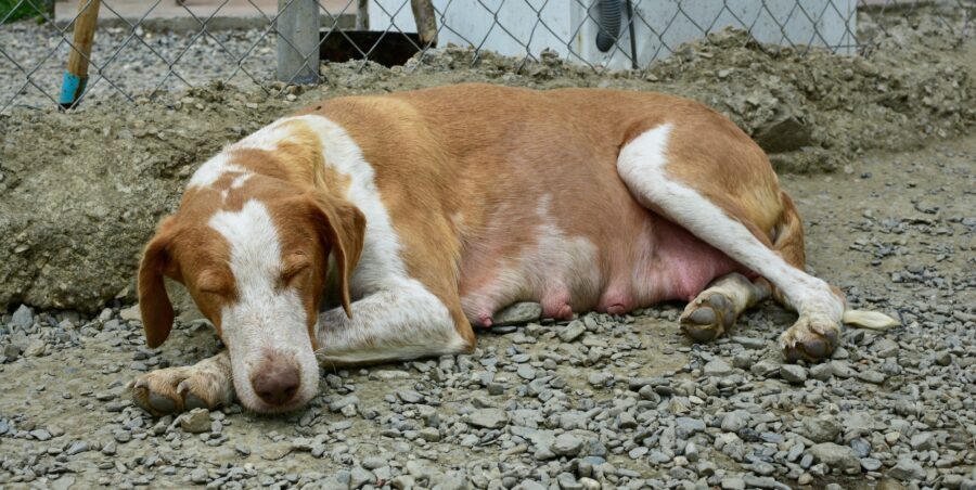 Pregnant dog laying on the ground in a kennel