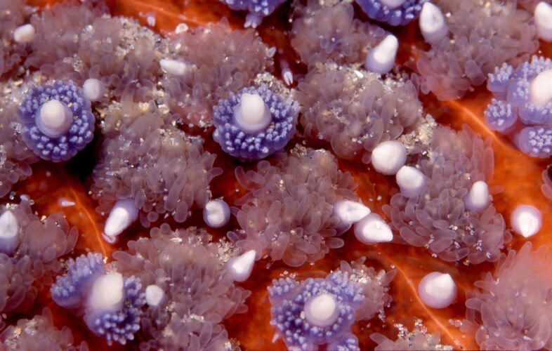 Sunflower starfish close up