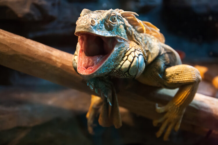 Close-up of a male Green Iguana (Iguana iguana). Green Iguana Reptile Portrait Closeup