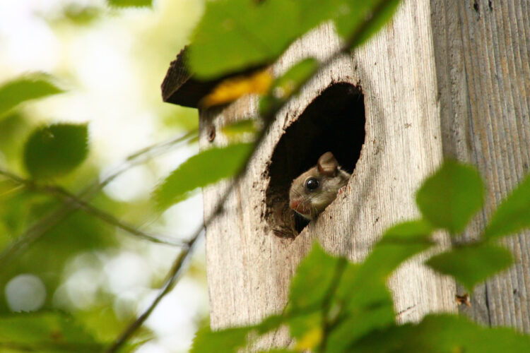 Flying squirrel peeking out of a wood duck house with green leaves in the foreground.