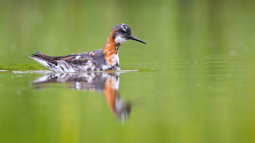 Red-necked phalarope floating on water in springtime