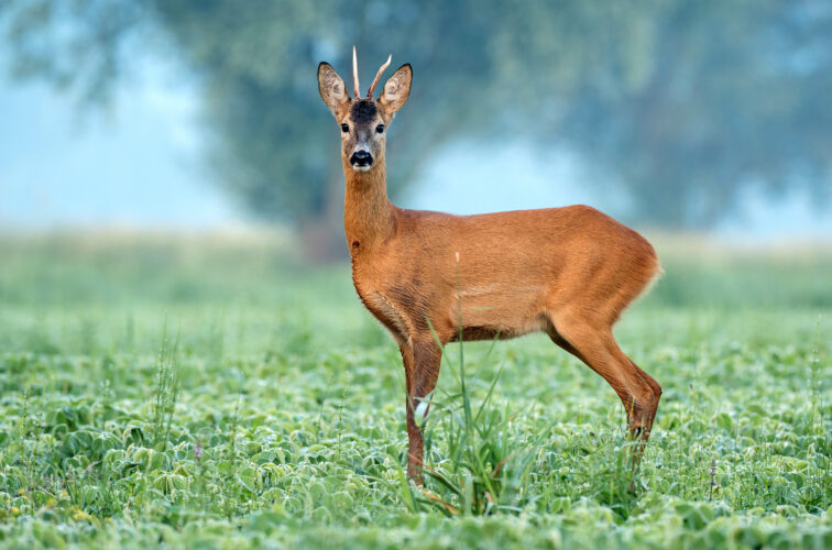 Roe deer standing in a soy field