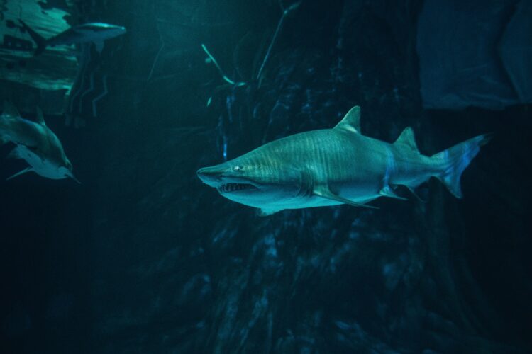Sand tiger shark swimming underwater near fish in an aquarium