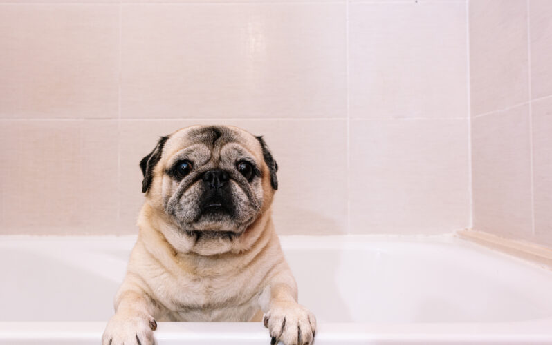 Adorable Pug dog in the bathtub at home