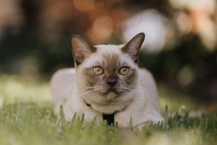 Burmese cat on the grass
