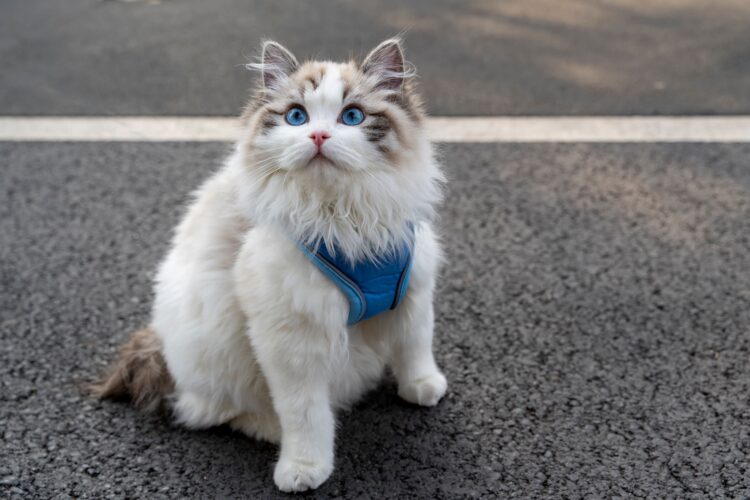 Portrait of a beautiful ragdoll cat with blue eyes outdoors with a blurry background